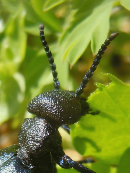 ...dalla Gallura... Meloe cicatricosus